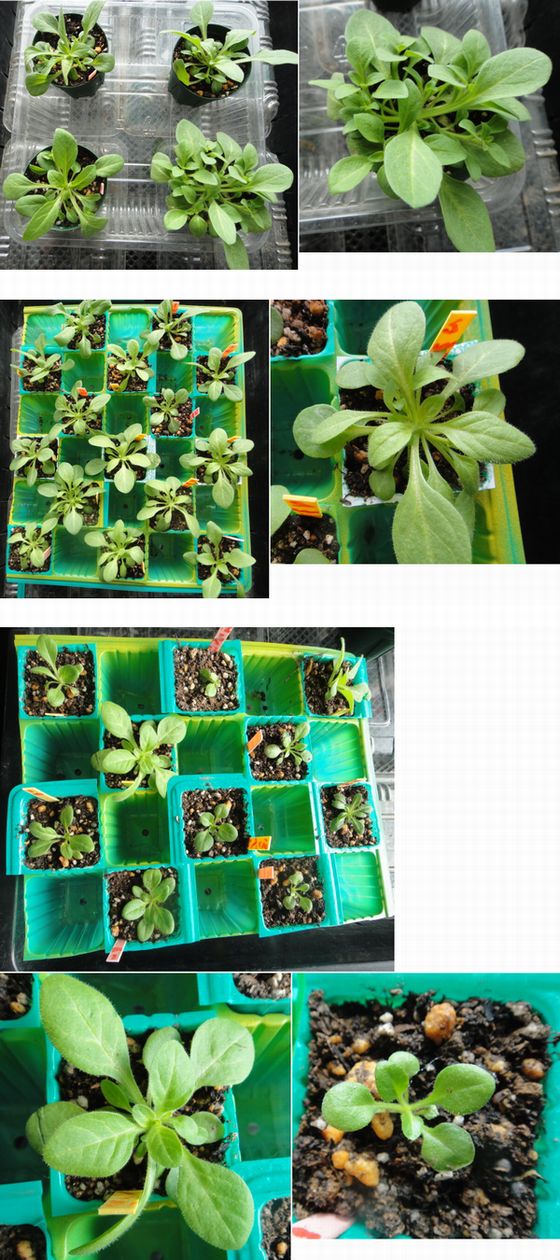 育苗中のペチュニアの様子