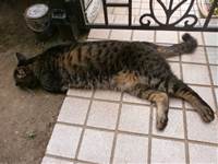 20150530ねこ.jpg