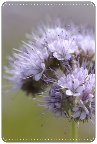 能美市石子町-6 ハゼリソウ-3 13.5.18