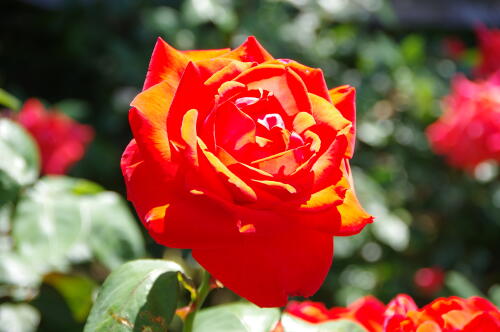 谷津バラ園のバラの花