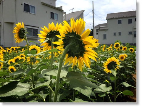 上大岡のひまわり畑