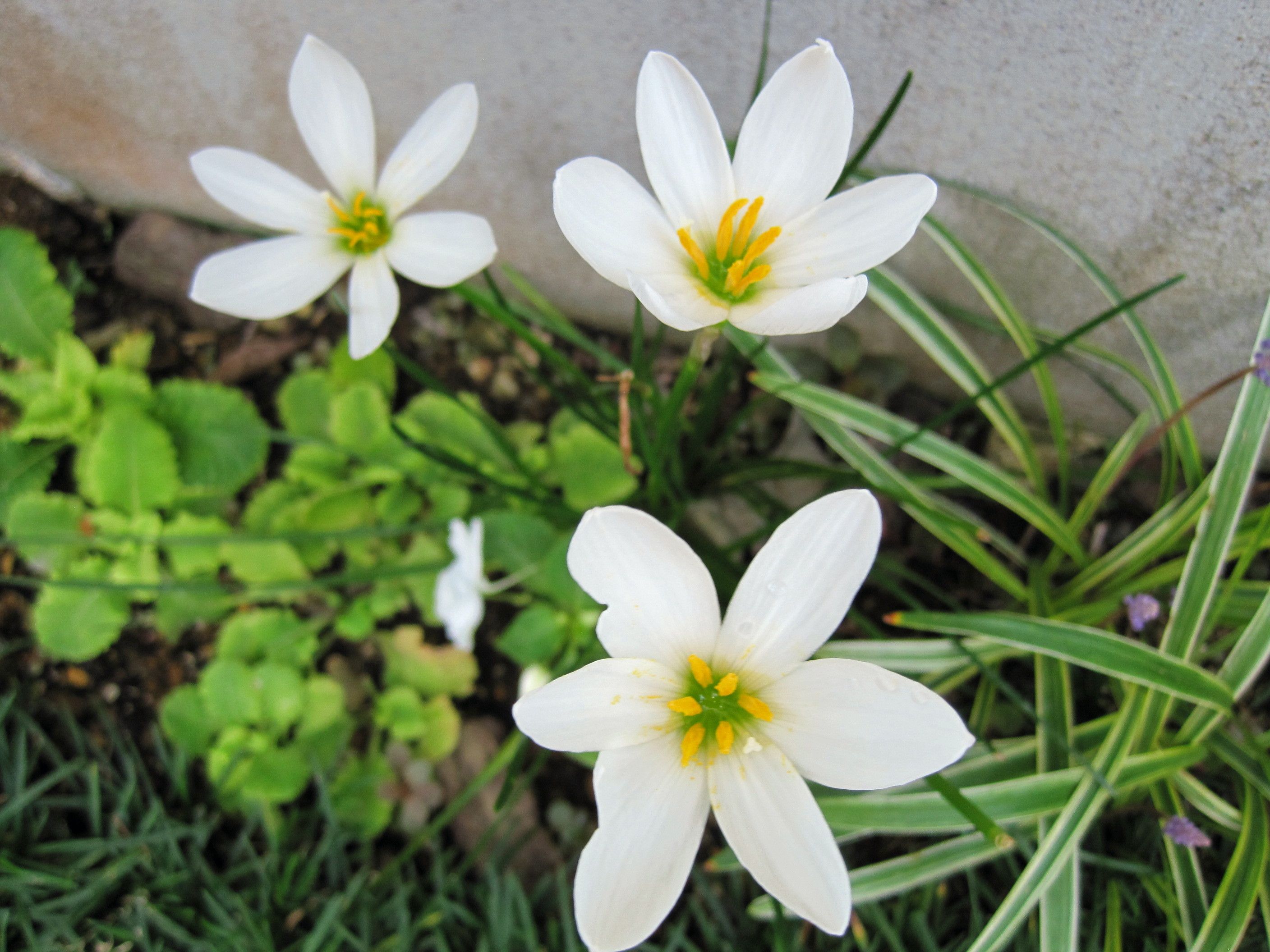 ホワイトの花がいっぱい 愛用のお櫃と卓上ポット たねをまく日々 楽天ブログ