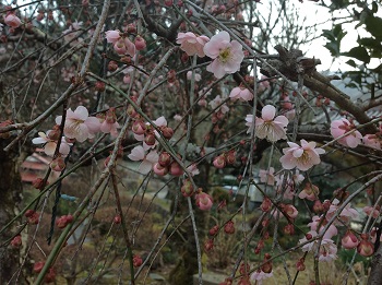 20130316-1.jpg