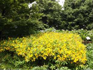 サイスタに咲く花