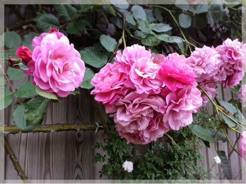 ローズ&ハーブガーデン