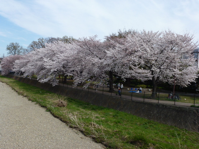 桜 染井吉野 しだれ桜 白 濃いピンク ２種類 薄ピンク ２種類 写真あり 私の好きな花 楽天ブログ