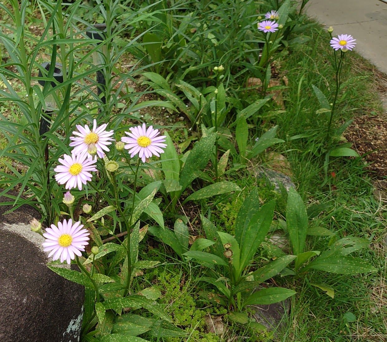 庭の花 チョウセンヨメナ 朝鮮嫁菜 歩人のたわごと 楽天ブログ