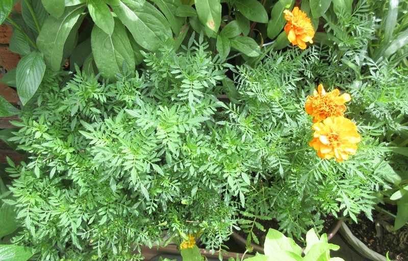 マリーゴルドは30度以上になると咲かない 挿し木株のポット上げ 狭い庭を花いっぱいにする育て方 楽天ブログ