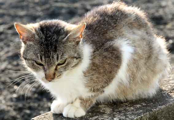 我が家のニャンコ♪2013/3/7-2