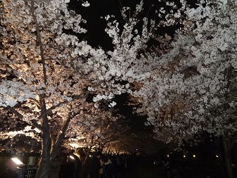 桜.jpg