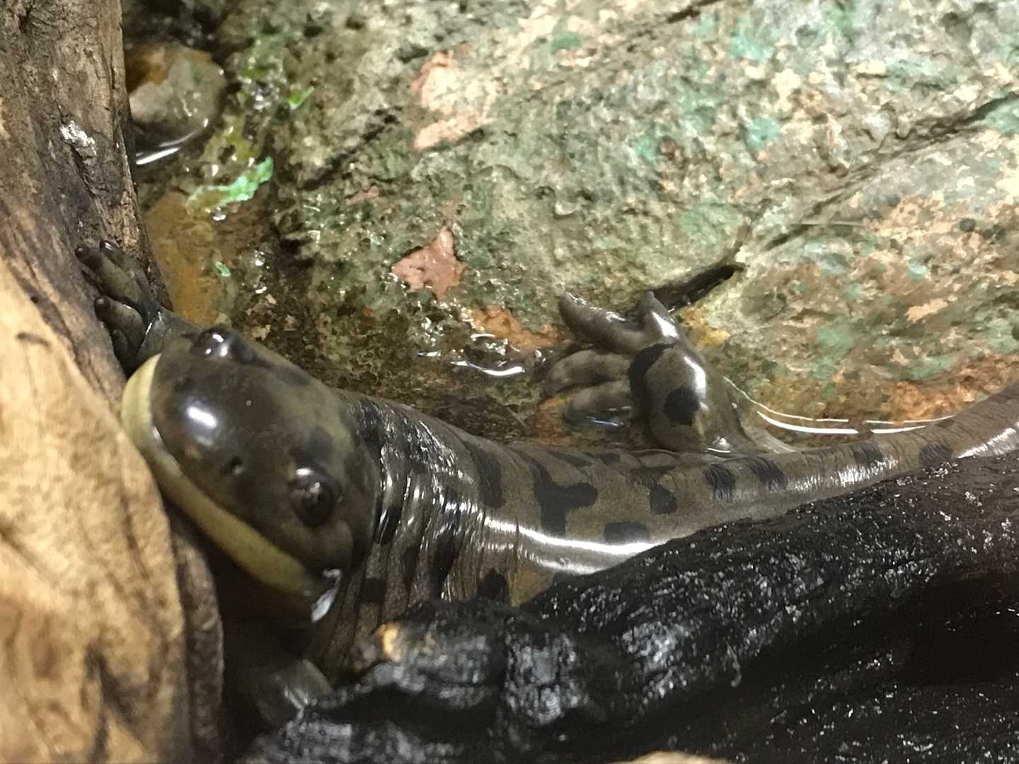 自然動物館のトラ 今日は誰と会えるかな だいたい東山動植物園 楽天ブログ