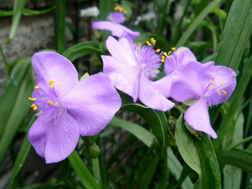 P1150299 (500x375).jpg