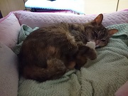 留守番しているみいこ