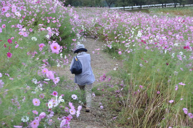 となみ夢の平コスモス