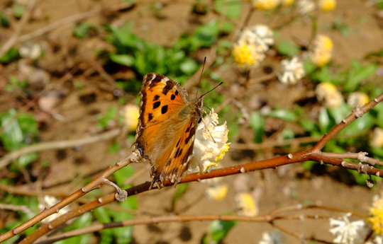 2016 03 31_2268.jpg