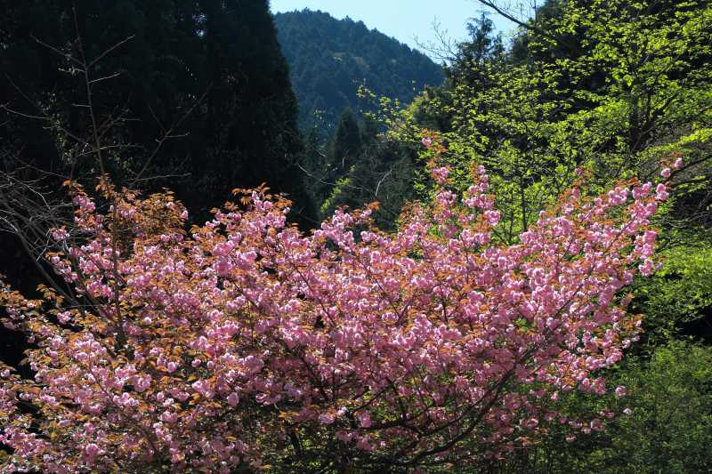 金剛山_002.jpg