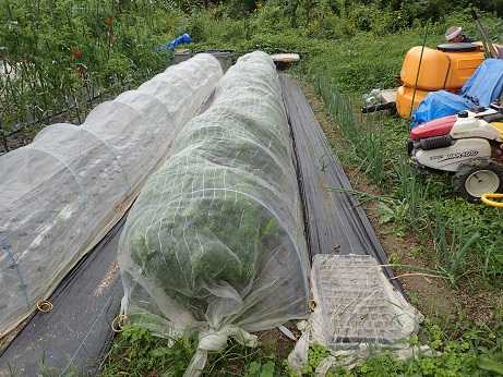 ハヤトウリ花 葉山農園 9月下旬 暇人主婦の家庭菜園 楽天ブログ