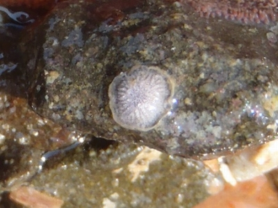 和歌山磯採集2013年4月上旬11　ハナザラコケムシ（Lichenopora radiata）の疑い