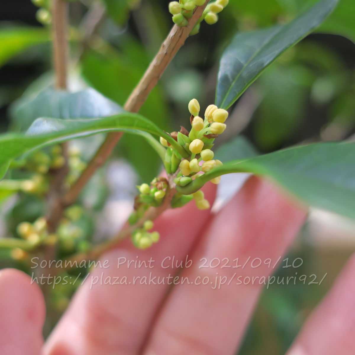 今年の金木犀21 そら豆プリント倶楽部 楽天ブログ