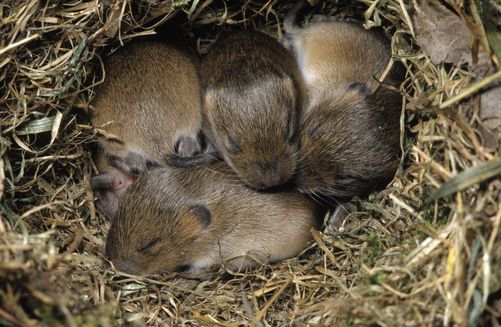 ネズミはなぜ嫌われる 敢えてちょっぴりだけ擁護するけど 人類の福祉に大きく役に立っている側面も 政治 現代史 進化生物学 人類学 考古学 旅行 映画 メディアなどのブログ 楽天ブログ