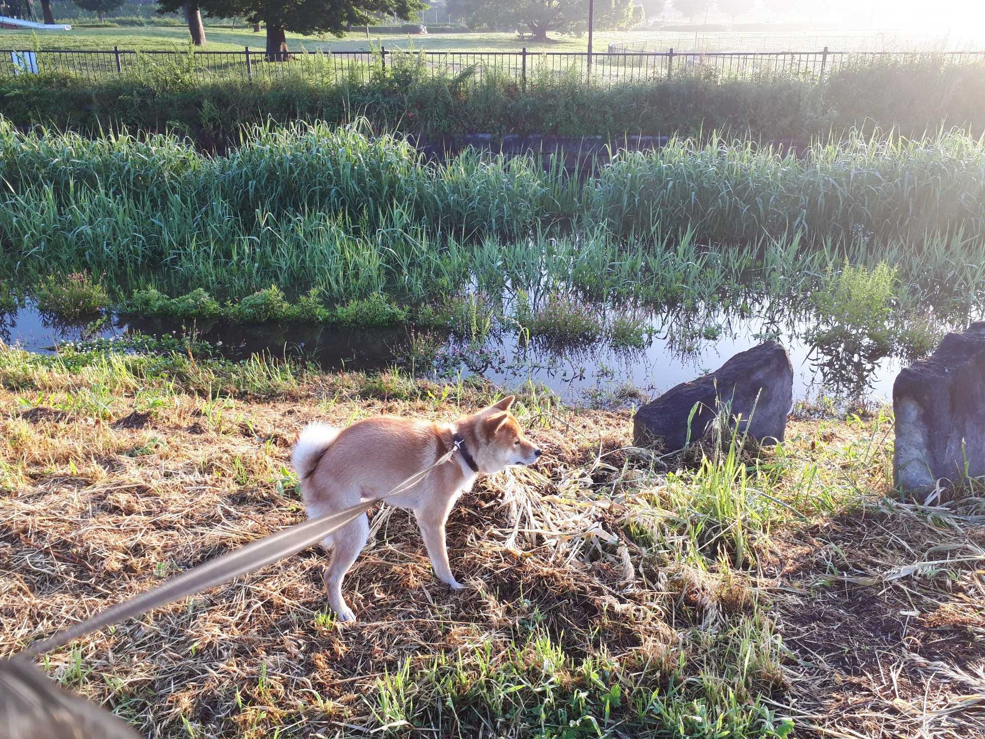 朝露 柴犬 カイ と茶トラ にゃん のブログへようこそ 楽天ブログ