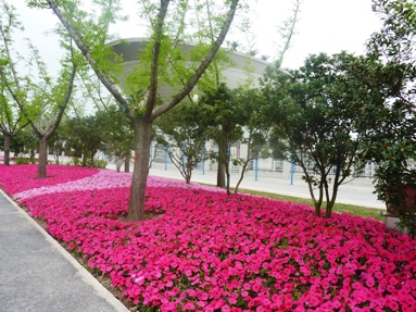 P1030795hana3.JPG