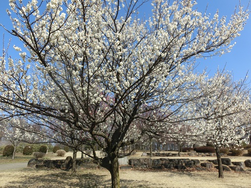 大室公園の梅