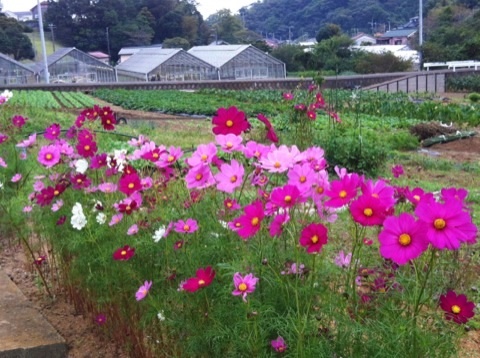 氷取沢のコスモス