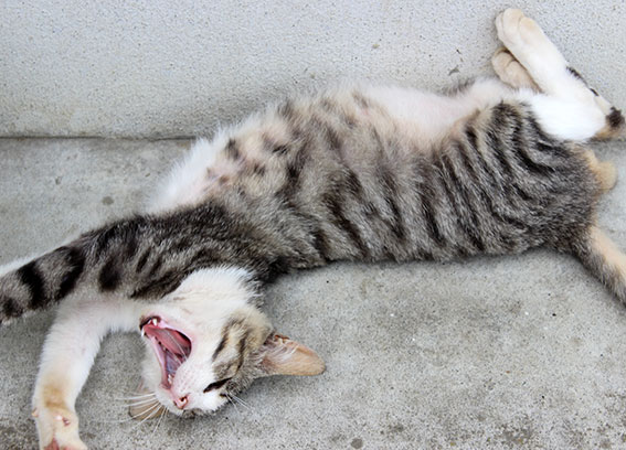 我が家のニャンコ♪2014/06/25-3