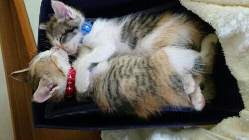 rblog-20170701135253-00.jpg