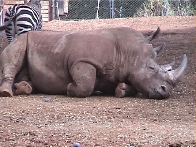 ホノルルズー（Ｈ０１‘）