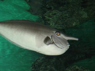 葛西水族園6