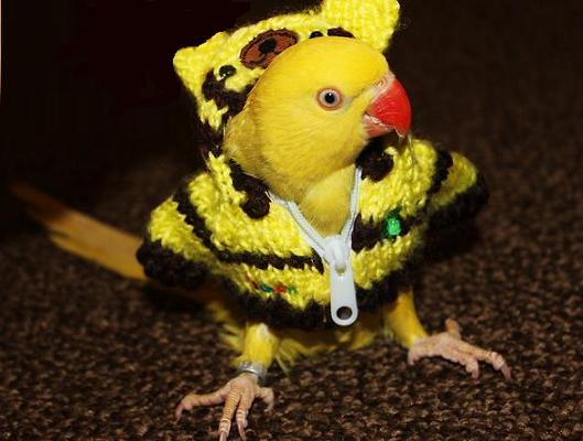 ハロウィーンのタマコさん.jpg