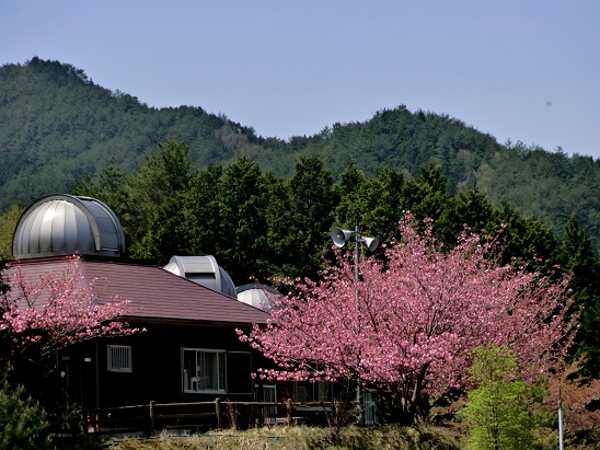 牡丹桜とドーム