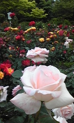 バラ園