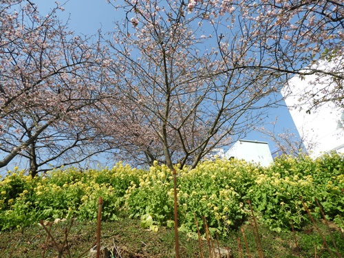 まつだ桜まつり