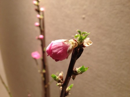 2桃の花　450１.jpg