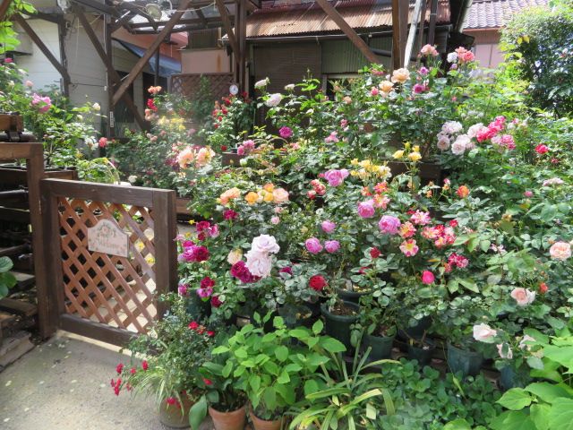 夢のような1日と雨にやられたバラ ばぁばの薔薇の花園 楽天ブログ