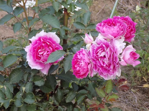 DSCN3660.JPG