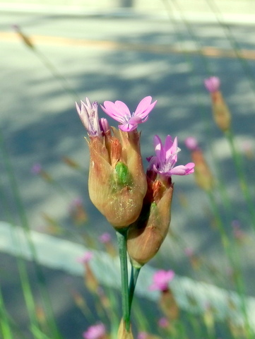 一つの花序から複数の花が・・・