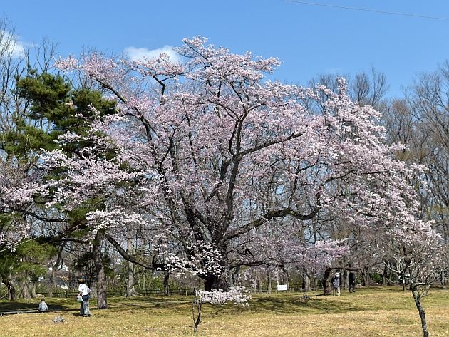 昨日の続き 三神峯公園での桜と散策 M A S A の 写真ブ ロ グ 楽天ブログ