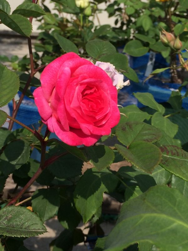 rblog-20140509113154-01.jpg