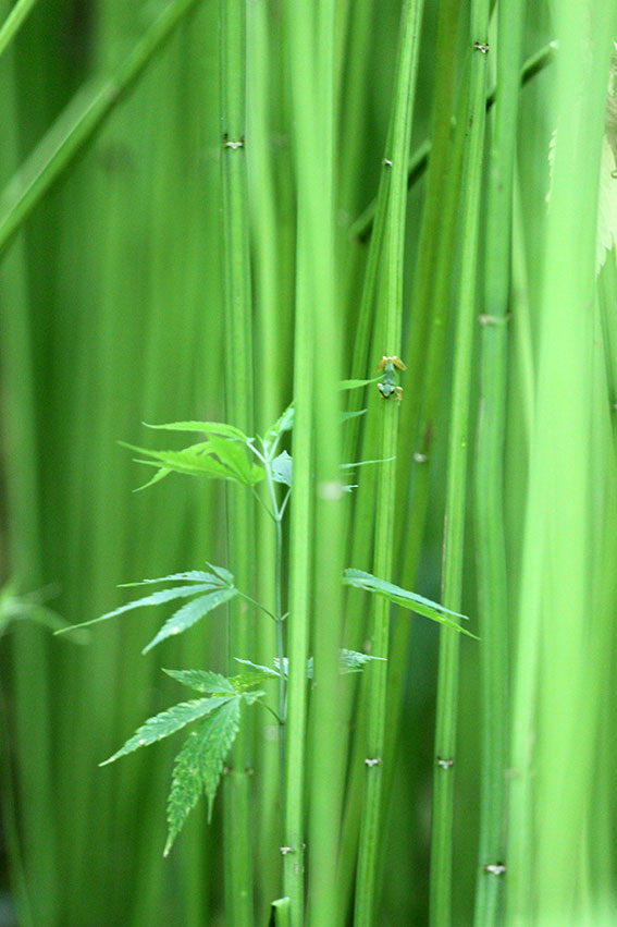 鹿沼の麻畑-02♪