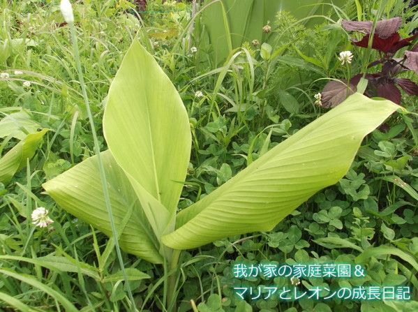 ウコン栽培 我が家の家庭菜園 マリアとレオンの成長日記 楽天ブログ