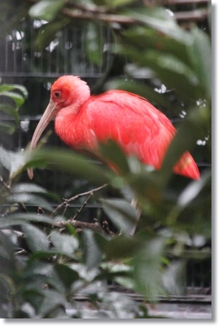 東京旅行-110 ショウジョウトキ 13.10.5