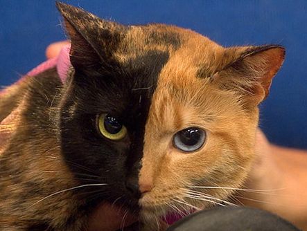 2つの顔を持つ猫