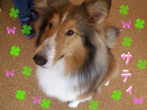 ｻﾃｨ.JPG