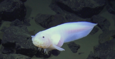 水深8000mの超深海で暮らすかわいい魚 | 浦郷直樹のお魚天国 - 楽天ブログ