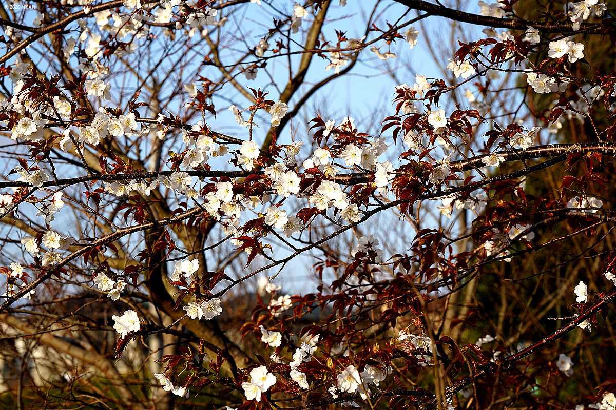 ヤマザクラ（山桜、バラ科）