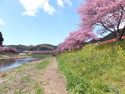 20140308みなみの桜1